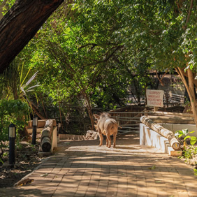 Chobe Botswana safari