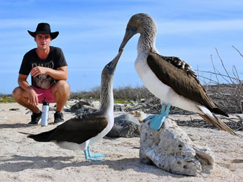 Galapagos blue footed boobies
