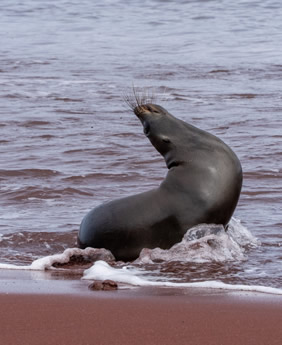 Galapagos Islands cruise