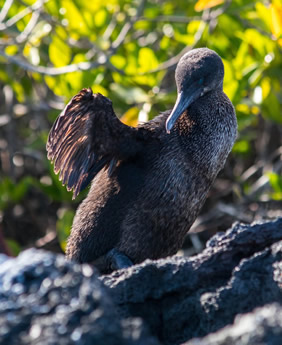 Galapagos wildlife cruise