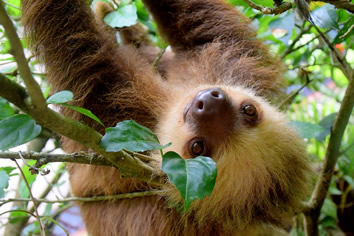 Costa Rica gay tour sloth