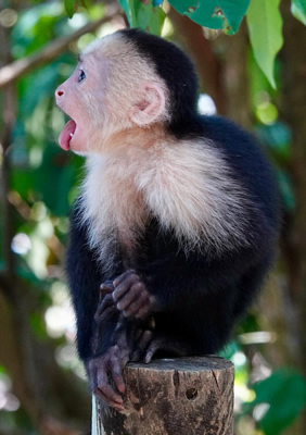 Costa Rica lesbian tour - Capuchin monkey