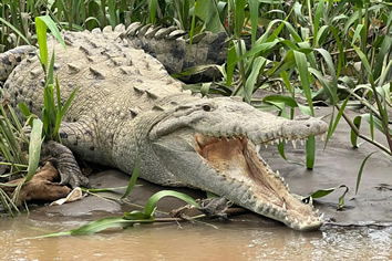 Costa Rica lesbian tour - Crocodile Adventure