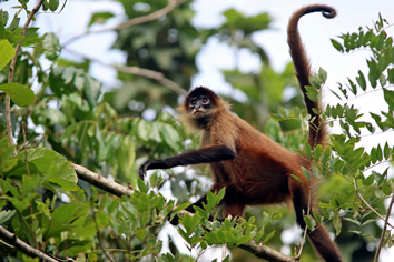 Tortuguero Wildlife lesbian adventure