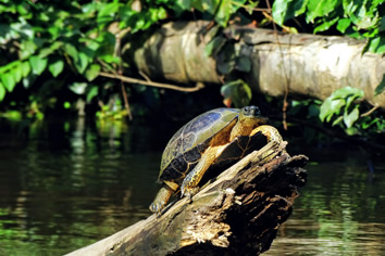 Tortuguero lesbian adventure