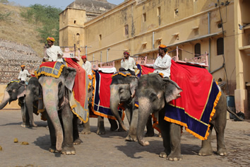 Jaipur elephants