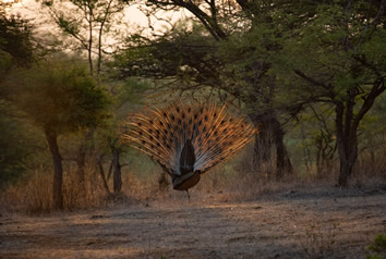 Ranthambore India lesbian safari tour