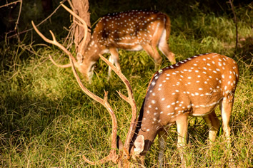 Ranthambore National Park lesbian tour