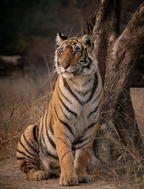 Ranthambore Tigers Lesbian Safari