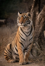 Ranthambore Tigers Lesbian Safari