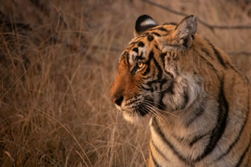 Ranthambore Tigers Lesbian Safari