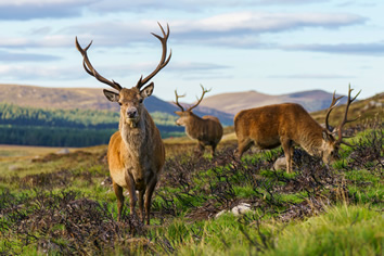 Scotland lesbian holidays - Cairngorms National Park