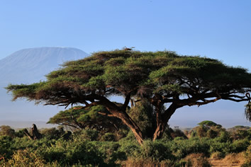 Kilimanjaro Tanzania