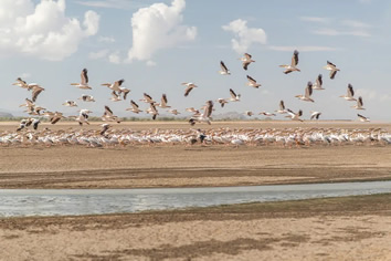 Tanzania lesbian safari - Lake Eyasi pelicans