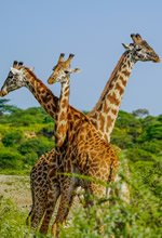 Lesbian Tanzania Safari