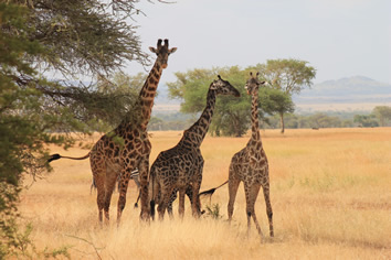 Serengeti lesbian safari giraffes