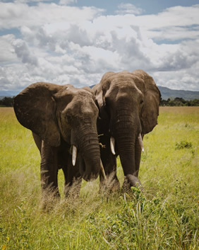 Tanzania safari elephants