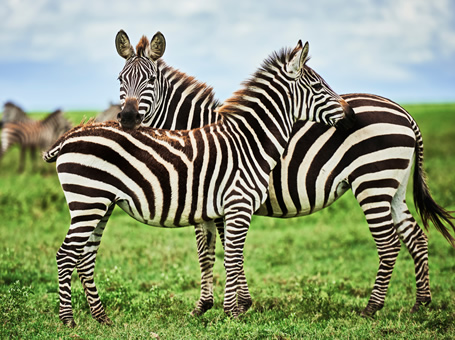 Tanzania Lesbian Safari