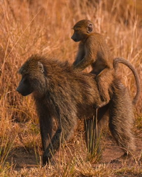 Tanzania lesbian safari adventure