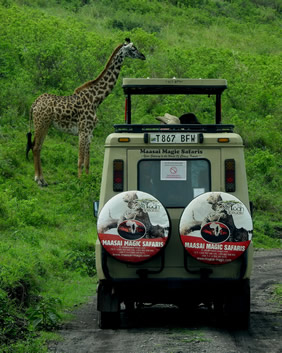 Tanzania safari
