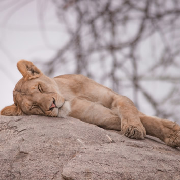 Tanzania safari adventure