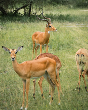 Tanzania safari lesbian adventure