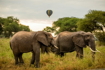Tarangire National Park lesbian safari tour
