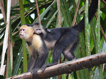 Costa Rica gay tour - Capuchin monkeys