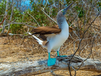 Galapagos gay tour - Blue footed boobies