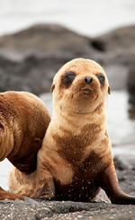 Galapagos Gay Tour