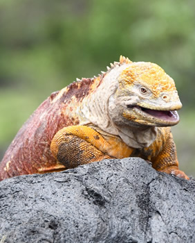 Galapagos iguana
