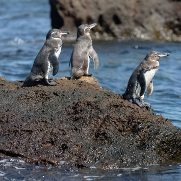 Galapagos penguina