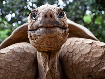 Galapagos tortoise