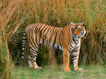Bengal tiger
