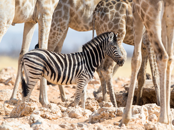 Etosha Park gay safari