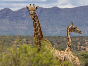 Namibia safari