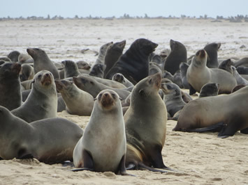 Walvis Bay sea lions