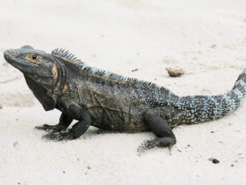 Isla Iguana Panama gay tour