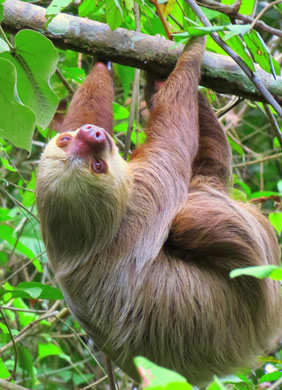 Panama sloths