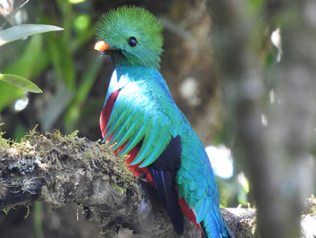 Panama gay tour - Quetzal