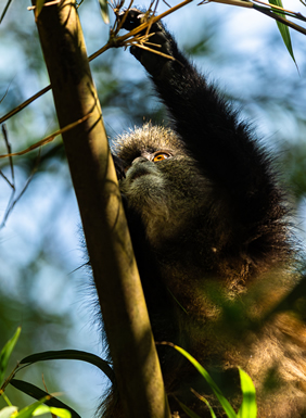 Gay Rwanda safari tour