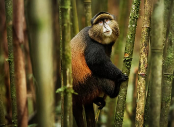 Rwanda Golden Monkey trek