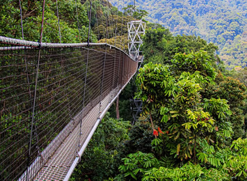 Rwanda gay adventure - Nyungwe Forest