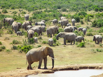 Addo Elephant National Park gay safari