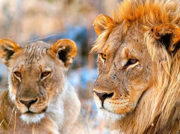 Kruger National Park gay safari