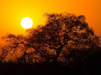 Kruger National Park morning safari