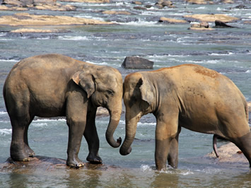 Sri Lanka elephants