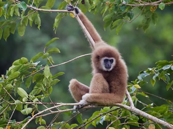 Khao Sok National Park monkey