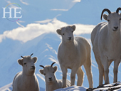 Gay Alaska adventure - sheep