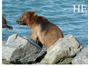 Alaska gay adventure tour - wildlife